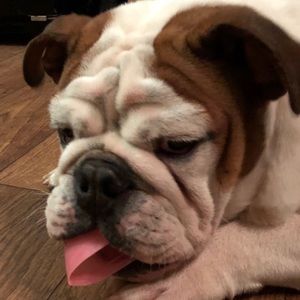 Meet your Posher, Ray